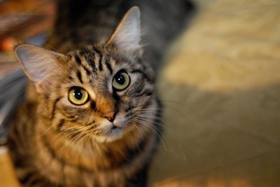Tara