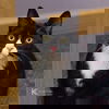 Loki