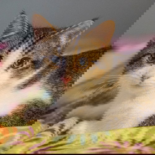 Otto
