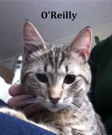 O'Reilly