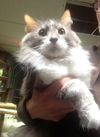 Alvin
