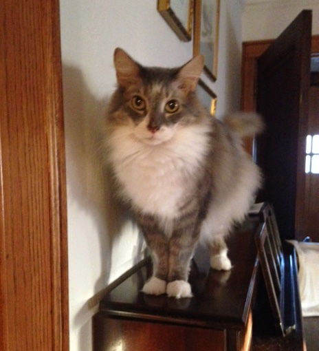 Alvin