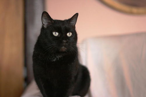Gertrude