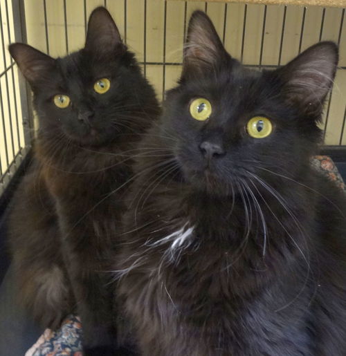 Edison and Marconi