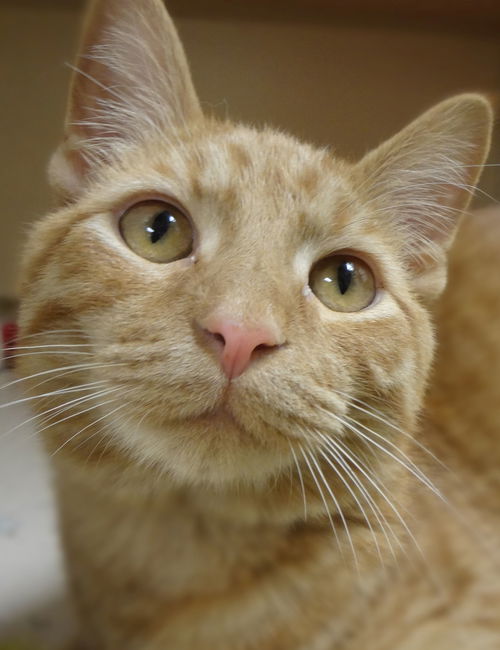 Tico