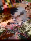 Botticelli