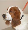 Murphy
