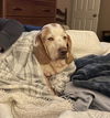 Archie