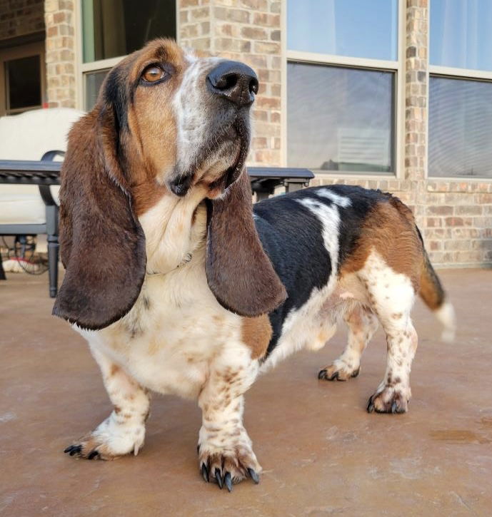 Blue tick best sale basset hound