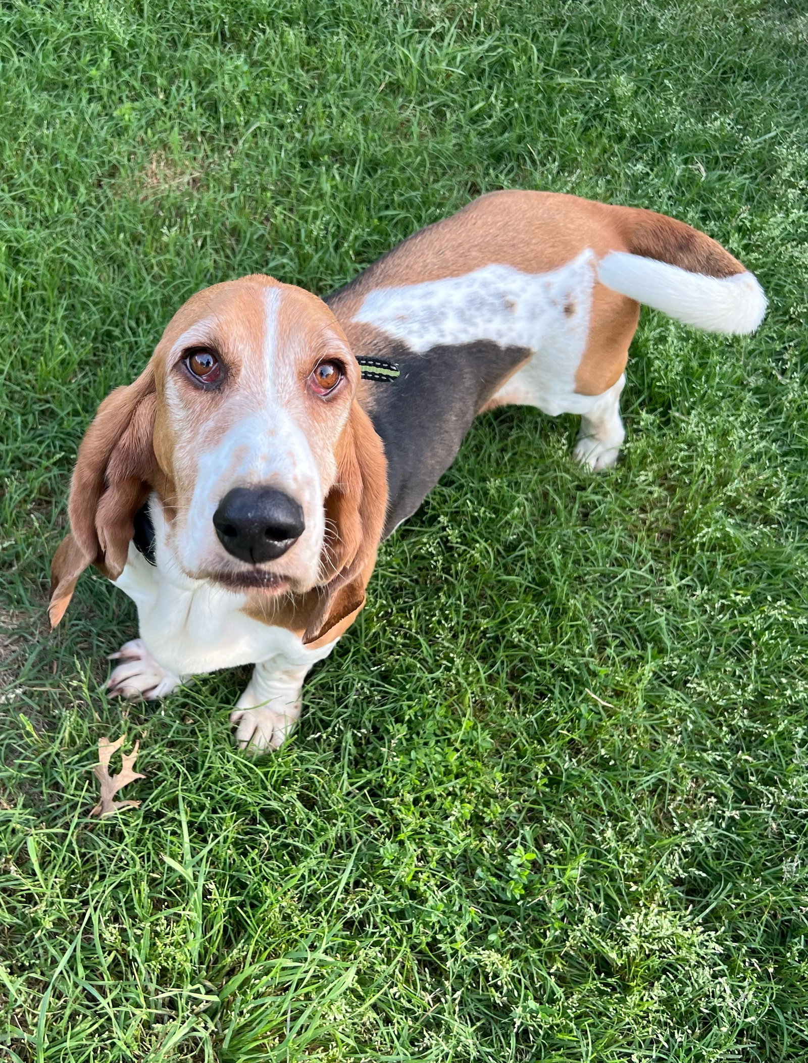 AURORA MiYoni Basset Hound 35,5 Cm - Peluche Morbido E Realistico, Marrone E Bianco