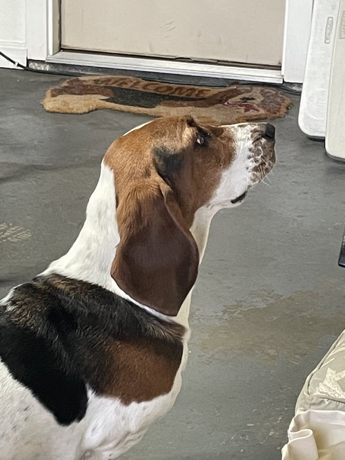 Violet, an adoptable Basset Hound in Grapevine, TX