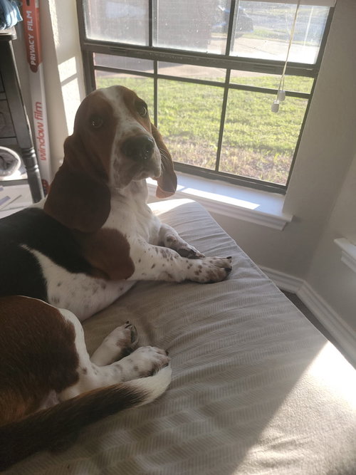 picture of the dog needing adoption