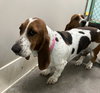 Aggie