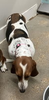 Aggie