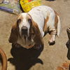 Maggie May