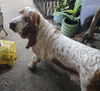 Maggie May