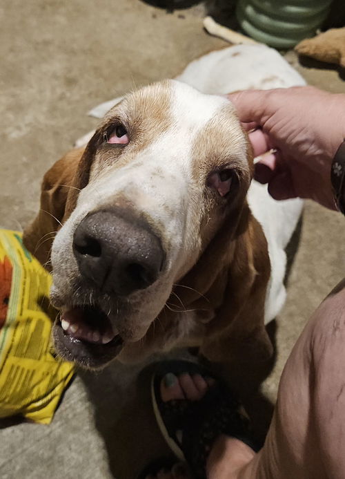 Maggie May
