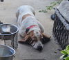 Maggie May