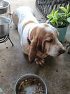 Maggie May