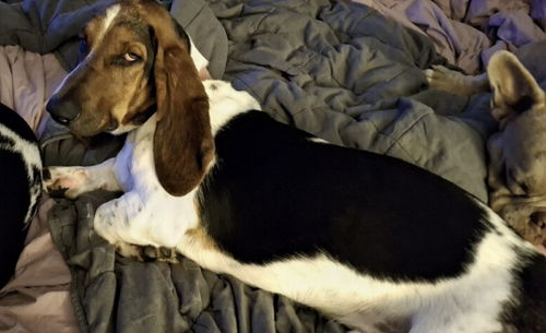 Bugatti aka Max
