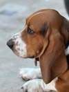 Scout