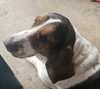 Maizey Mae