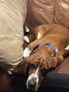 Roscoe