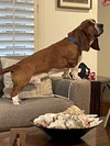 Roscoe