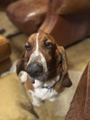 Roscoe