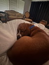 Roscoe