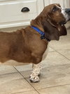 Roscoe