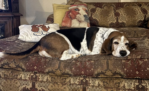 picture of the dog needing adoption