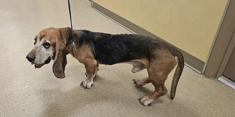 Doc - Basset Hound