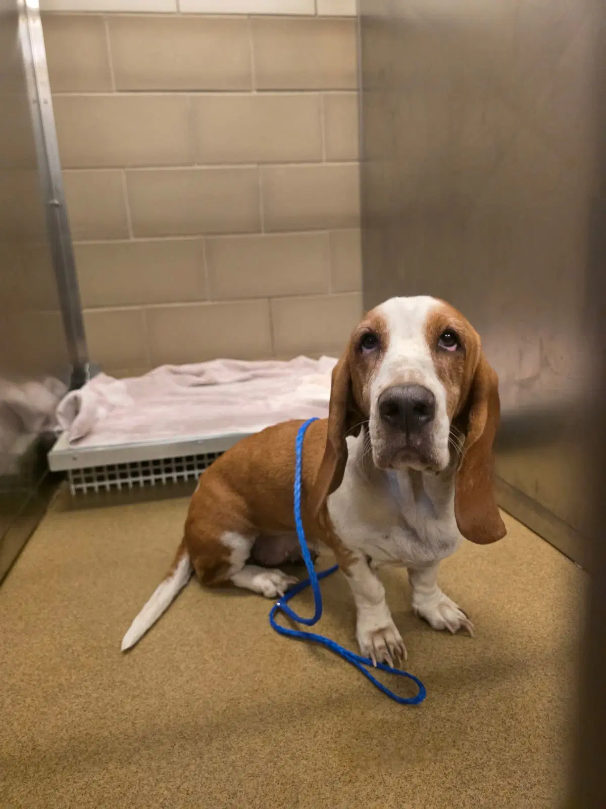 Peaches - Basset Hound