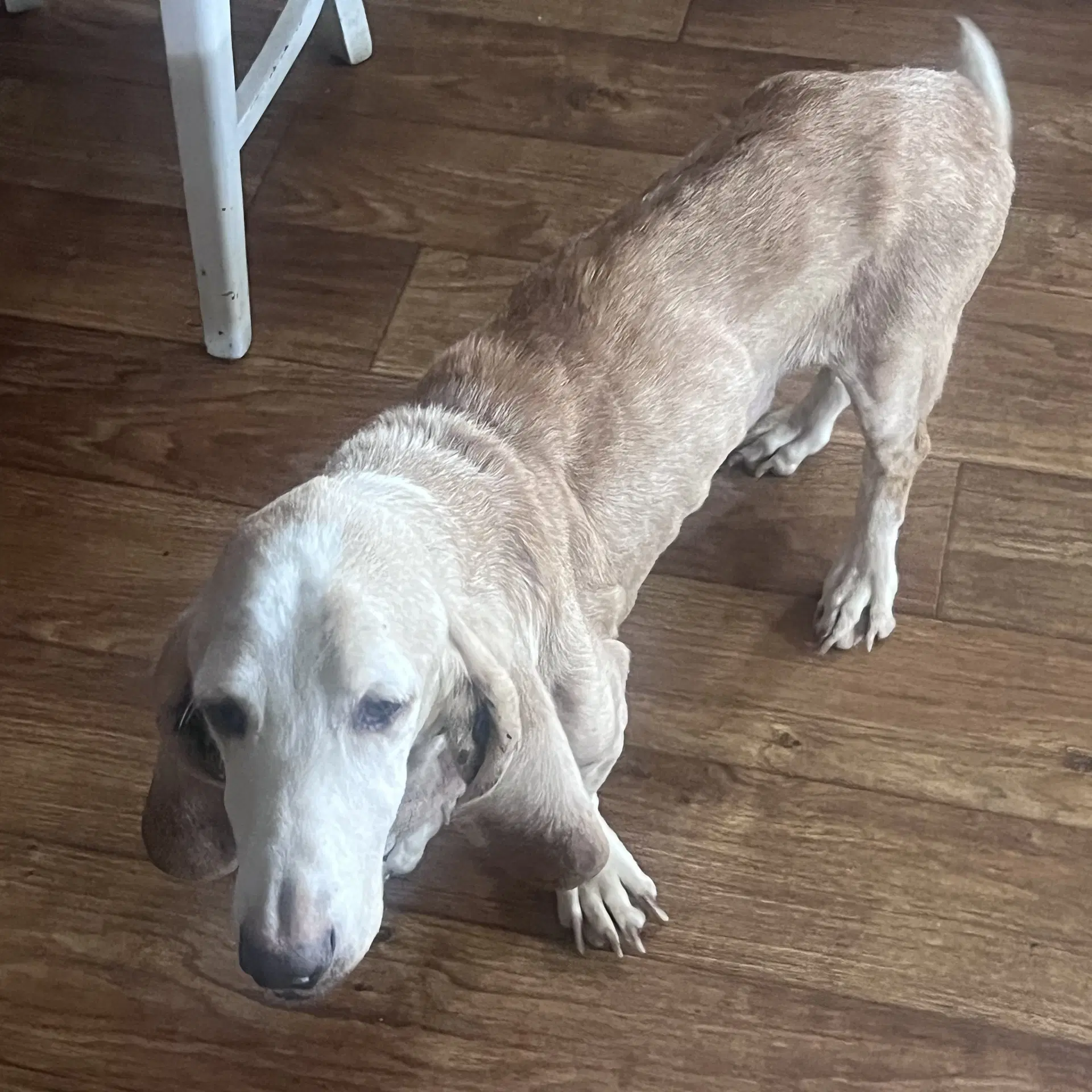 Theodore - Basset Hound