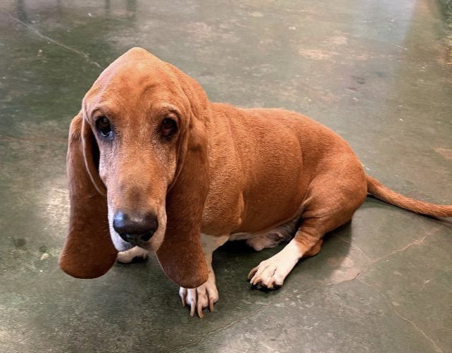 Huck, Basset Hound
