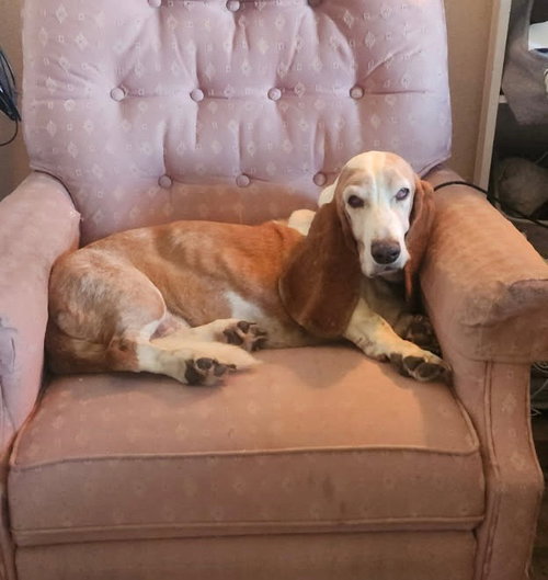 Hazel, Basset Hound