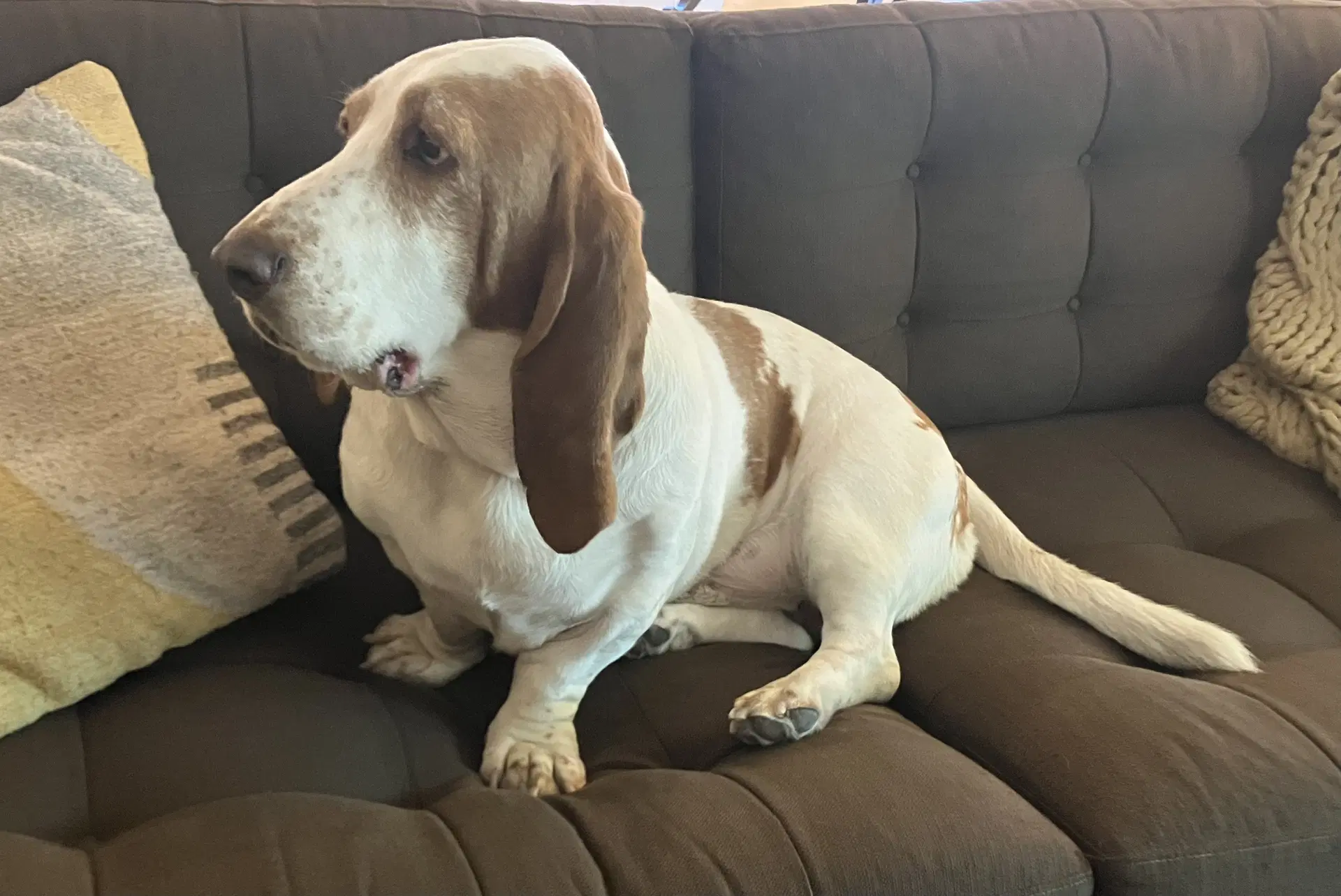 Hank - Basset Hound