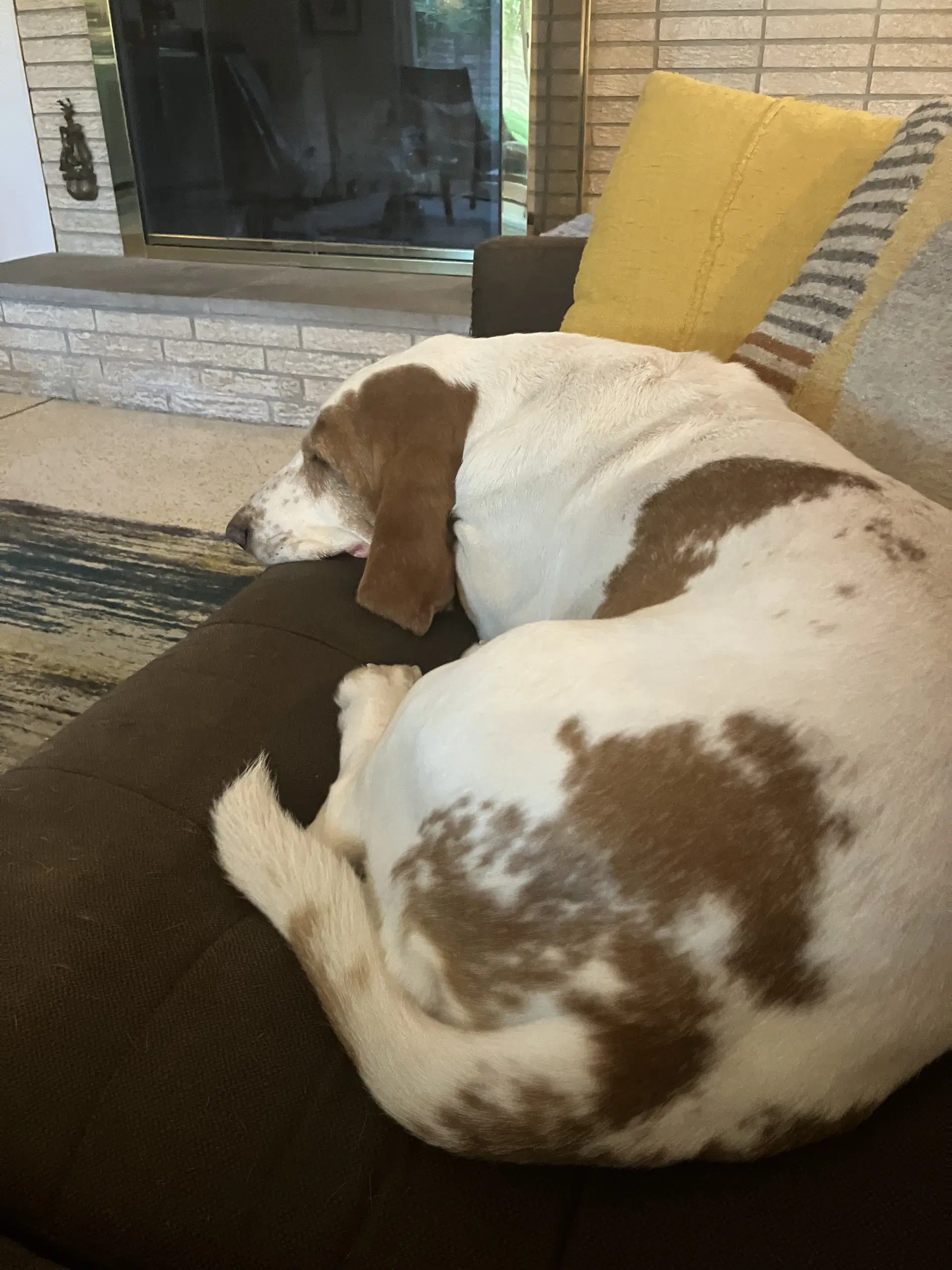 Hank image 2