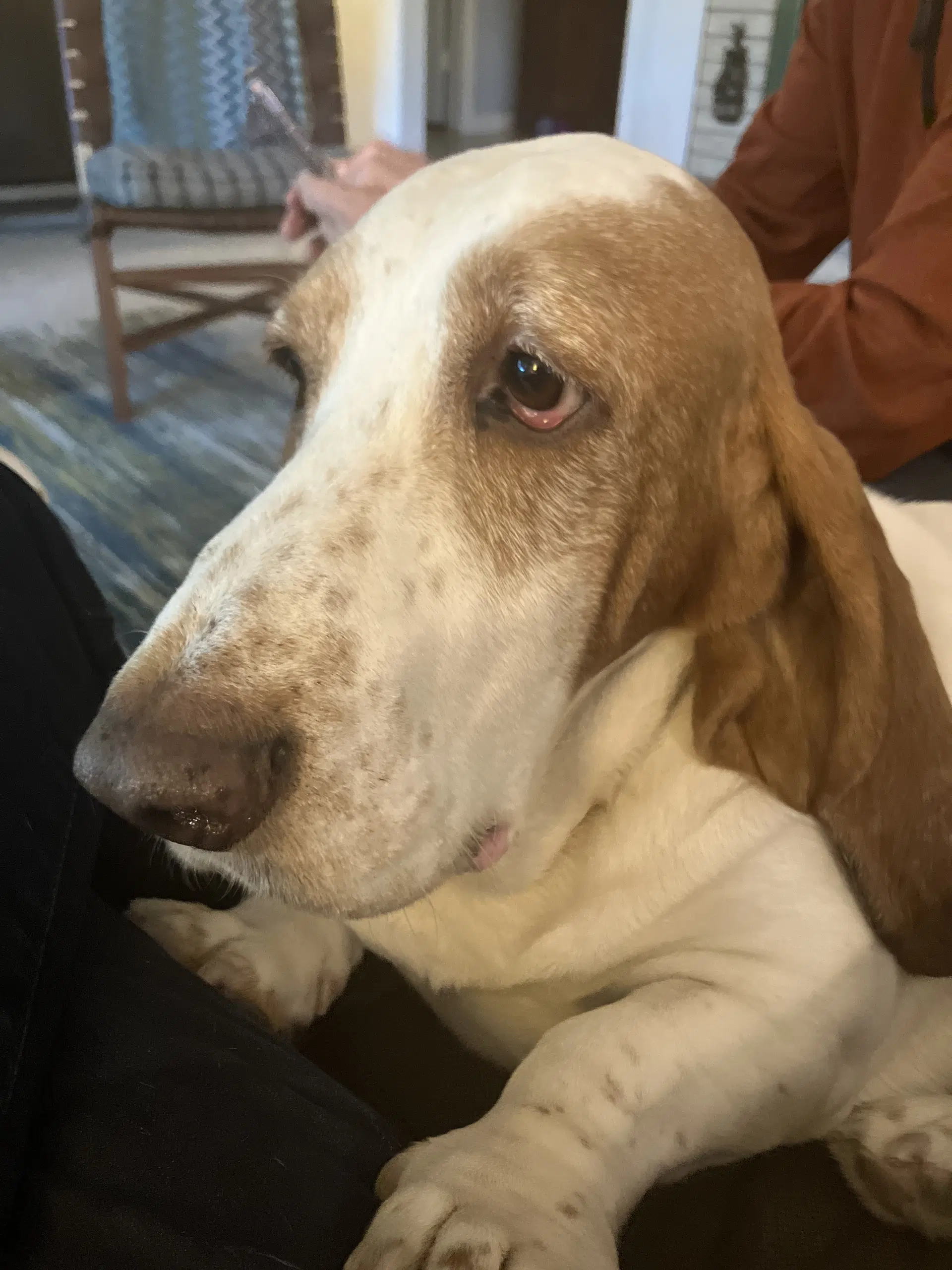 Hank image 3