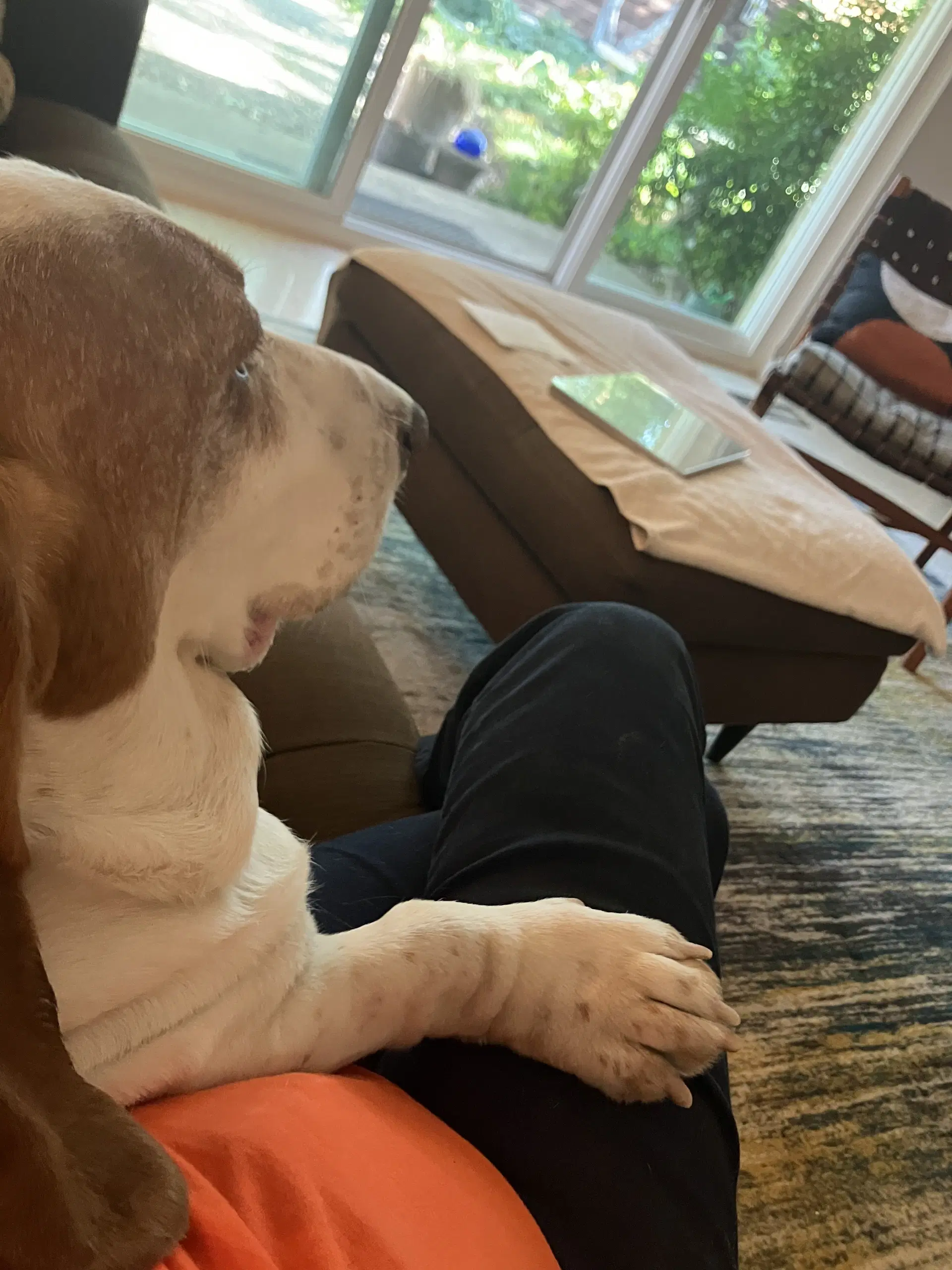 Hank image 4