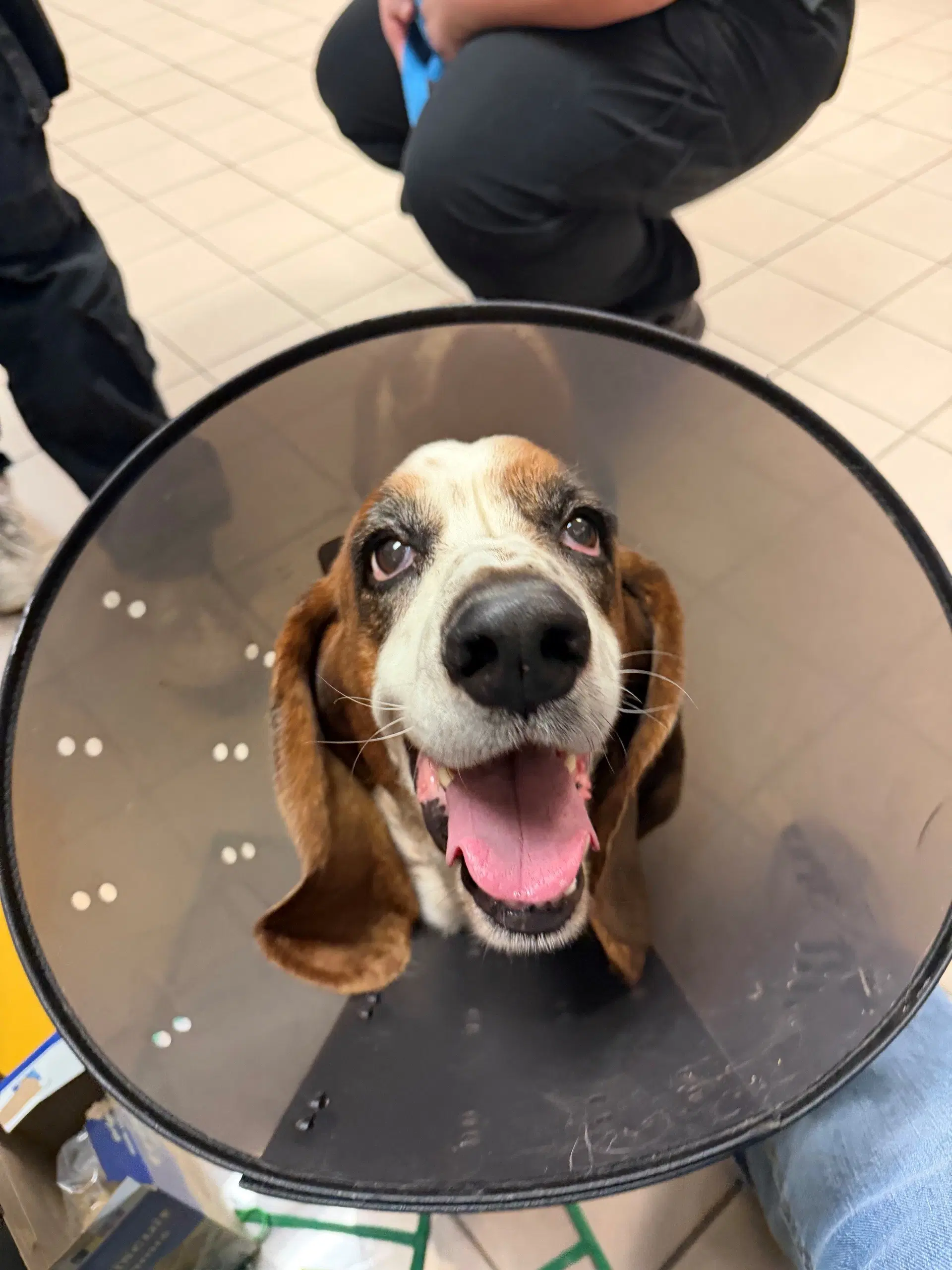 Mickey - Basset Hound