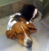 Roscoe