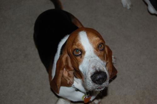 Bo