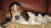 Roscoe P Coltrane
