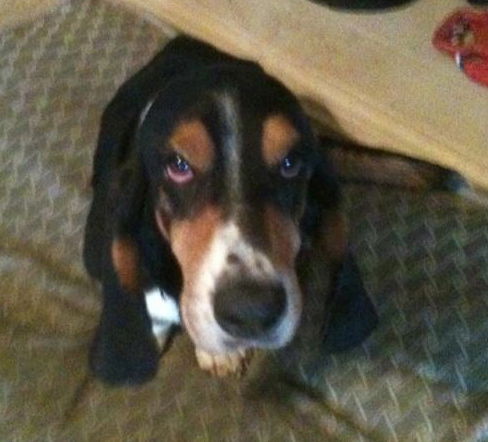 Gus