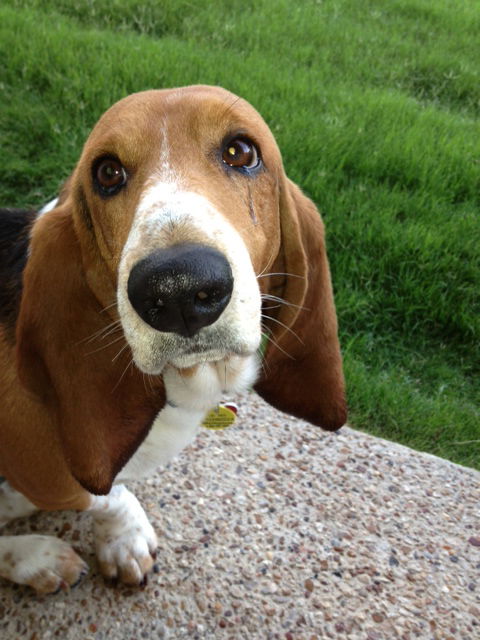 Rufus