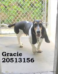 Gracie