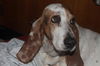 Dottie
