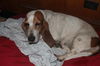 Dottie